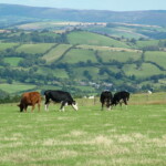 Cows grazing in lush green fields with rolling hills in the background.