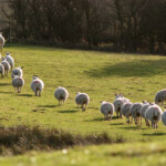 Group of sheep grazing on lush green field at Dick Turpin Cottage.