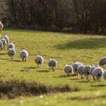 Group of sheep grazing on lush green field at Dick Turpin Cottage.