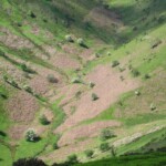 Lush green valley with terraced fields and scattered trees in Shropshire during summer.