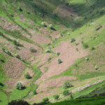 Lush green valley with terraced fields and scattered trees in Shropshire during summer.